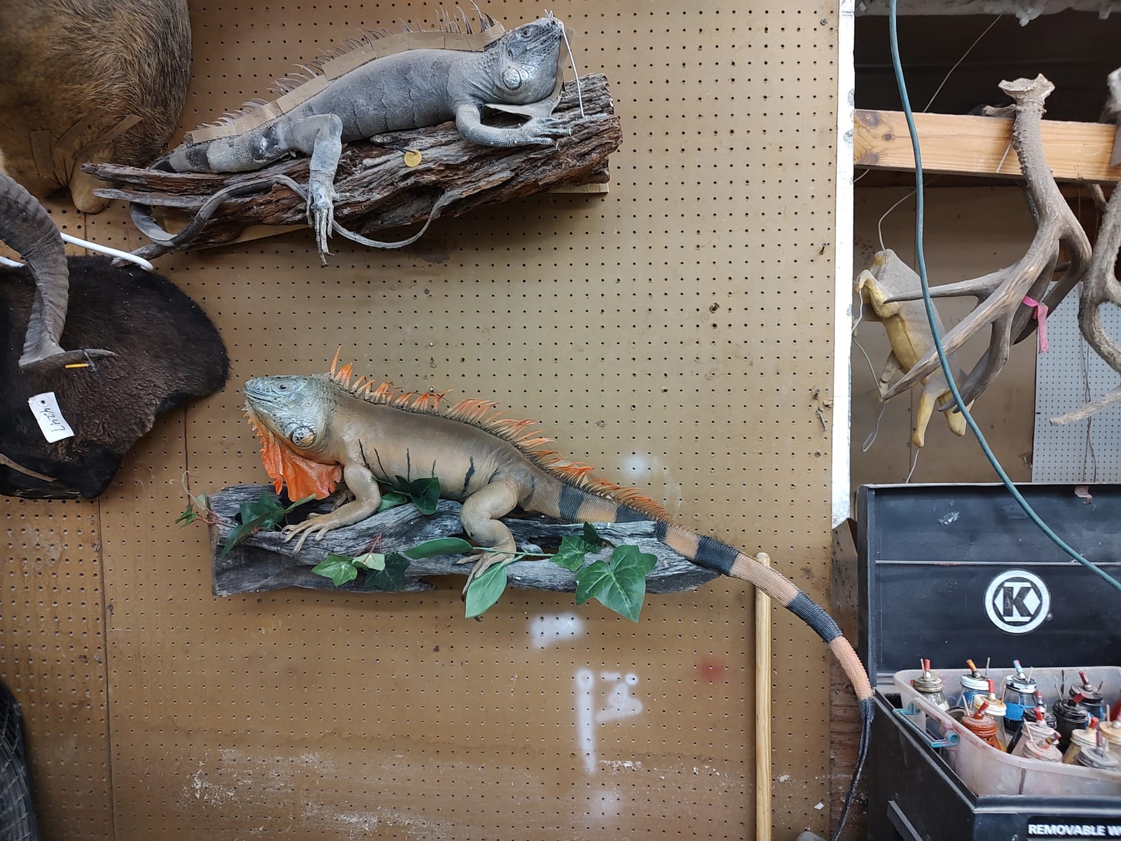 Iguana mount before and after — natural color restored from a customer reference photo