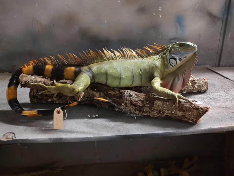 Iguanal 1