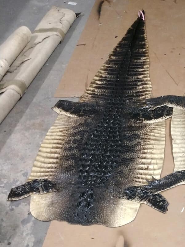 Trophyp 979