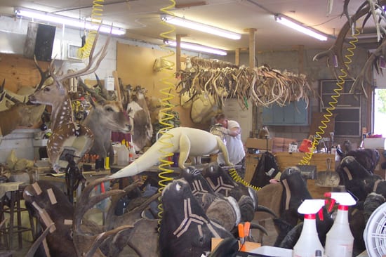 Inside the Skins & Scales showroom — part of the 300+ mount collection