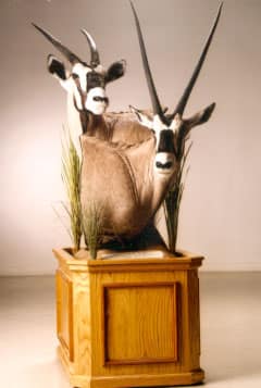 Trophyp 6