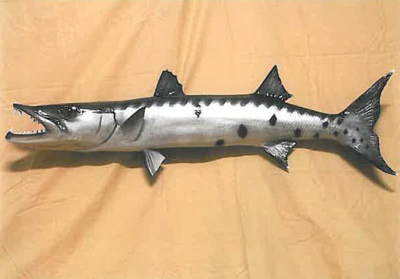 Trophyp 909