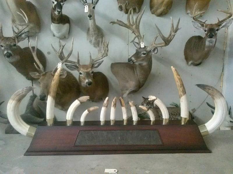 Trophyp 913