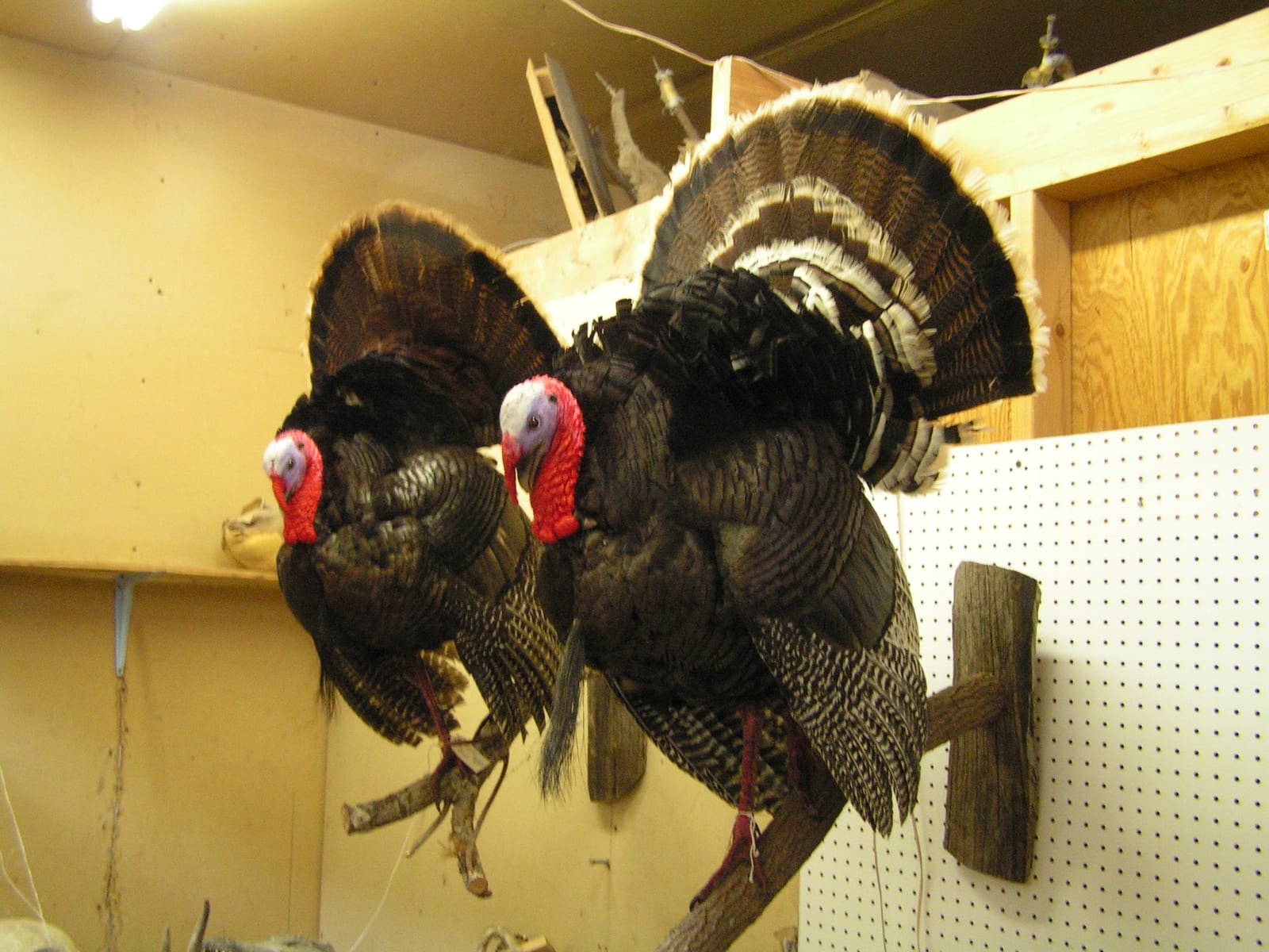 Taxidermy mount in progress at the Skins & Scales studio